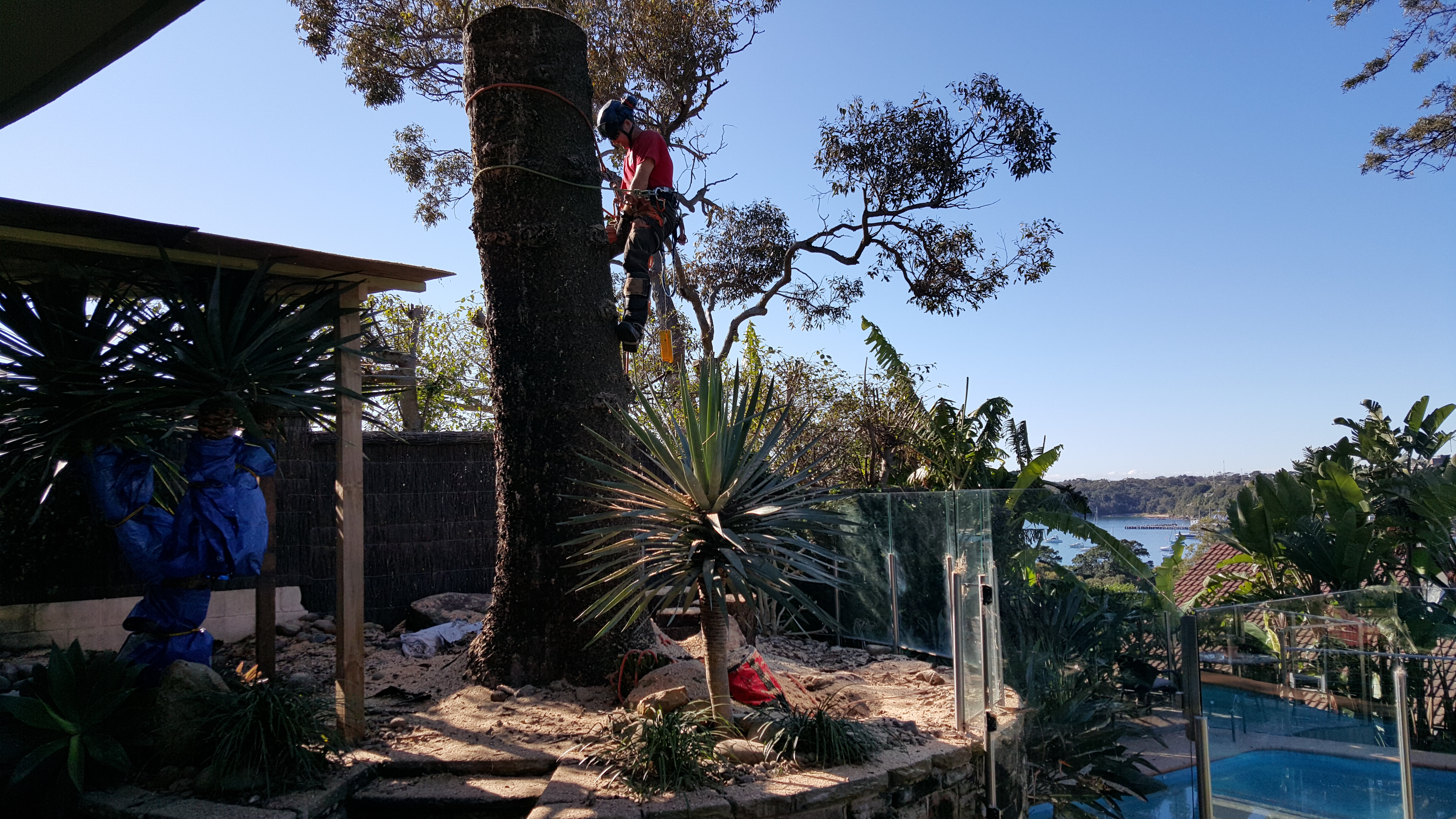 Large pine tree removal in confined space in Mosman